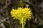 Low pinebarren milkwort